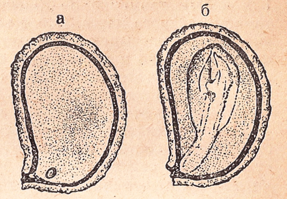 Изменение размеров зародыша в семени женьшеня за период стратификации: а - свежесобранное семя; б - семя, прошедшее 4-месячную стратификацию.