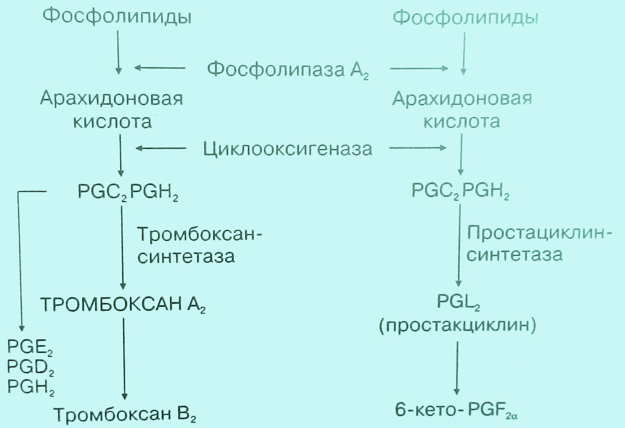 Каскад свертывания крови схема