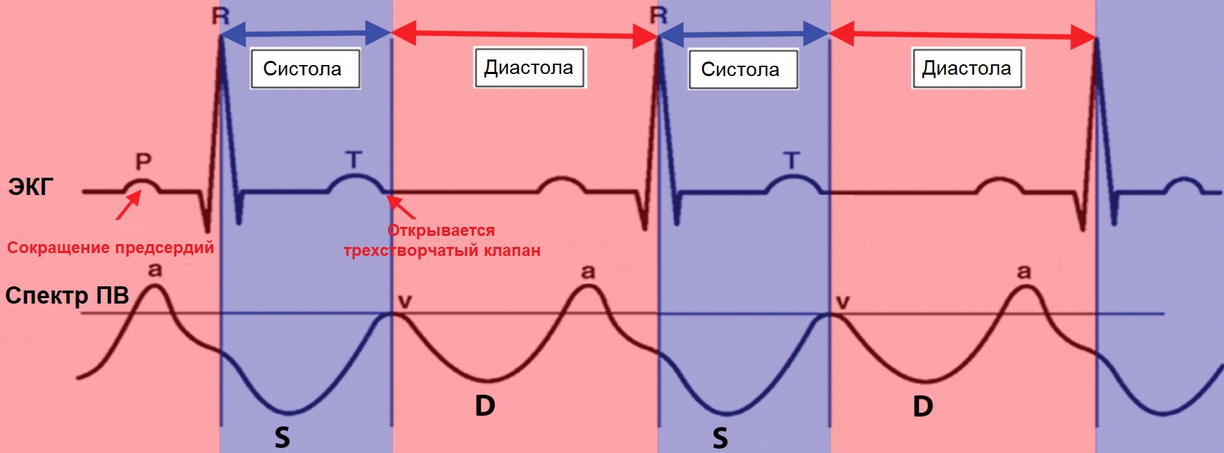 Систола и диастола. ЭКГ систолы и диастолы предсердий и желудочков. Систола и диастола сердца на ЭКГ. Систола и диастола предсердий на ЭКГ.