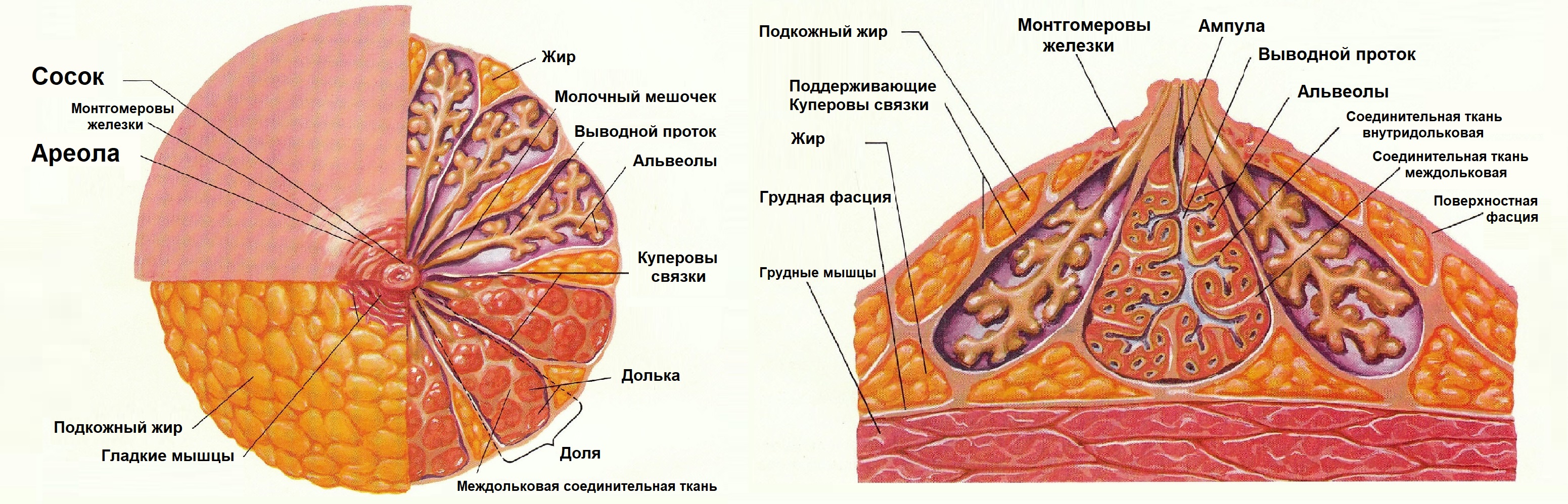 Классификация гинекомастии