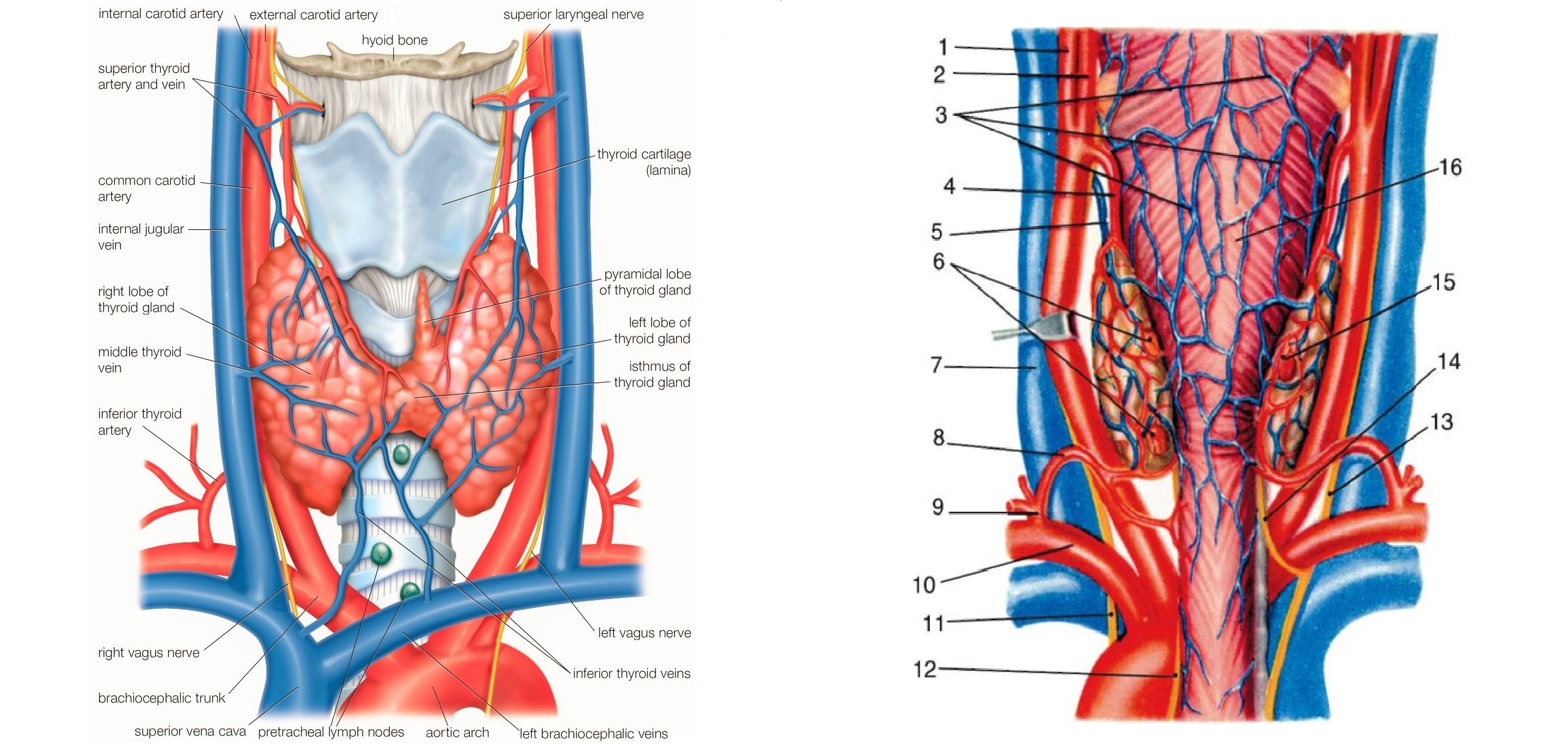 Нерв глотки. A. thyroidea Superior верхняя щитовидная артерия. Щитовидная железа кровоснабжение и иннервация. Кровоснабжение щитовидной железы анатомия. Венозное кровоснабжение щитовидной железы.