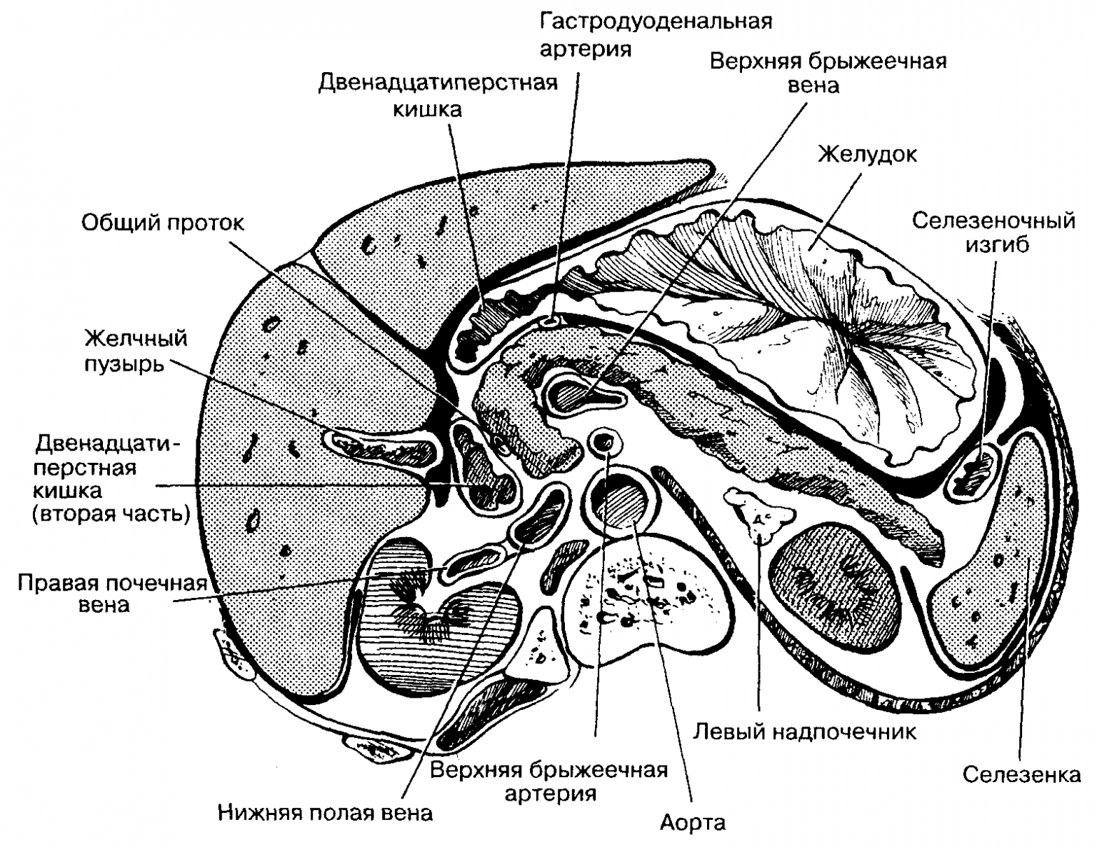 Поперечный разрез через сальниковую сумку схема - 84 фото