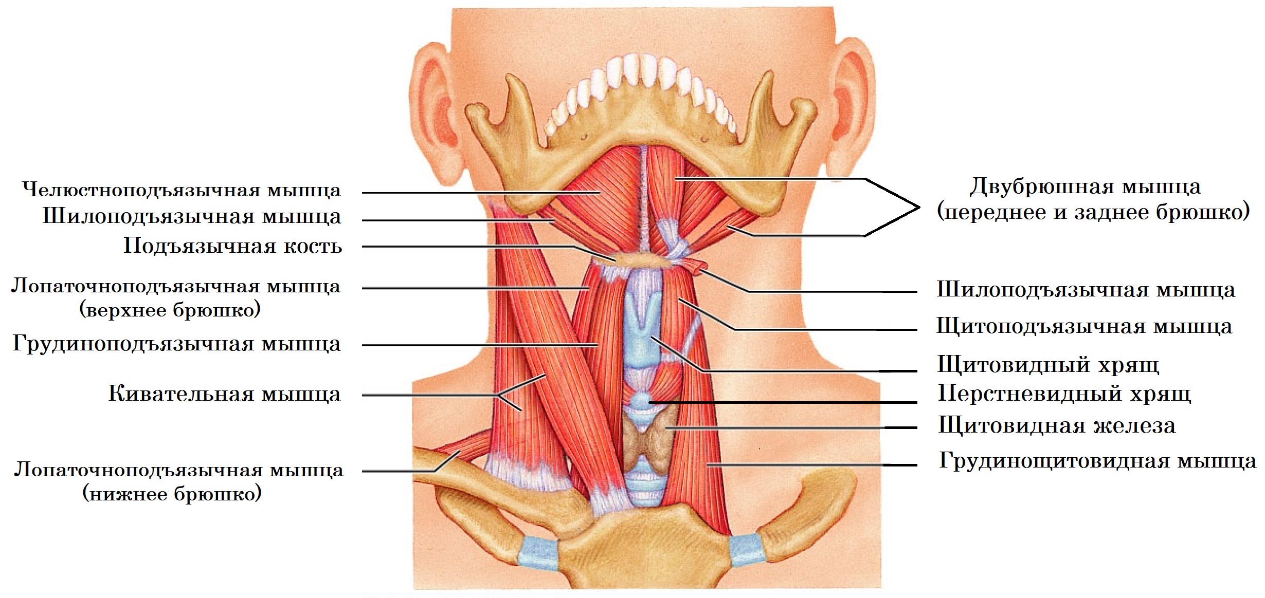 Мышцы покрывающие щитовидную железу спереди