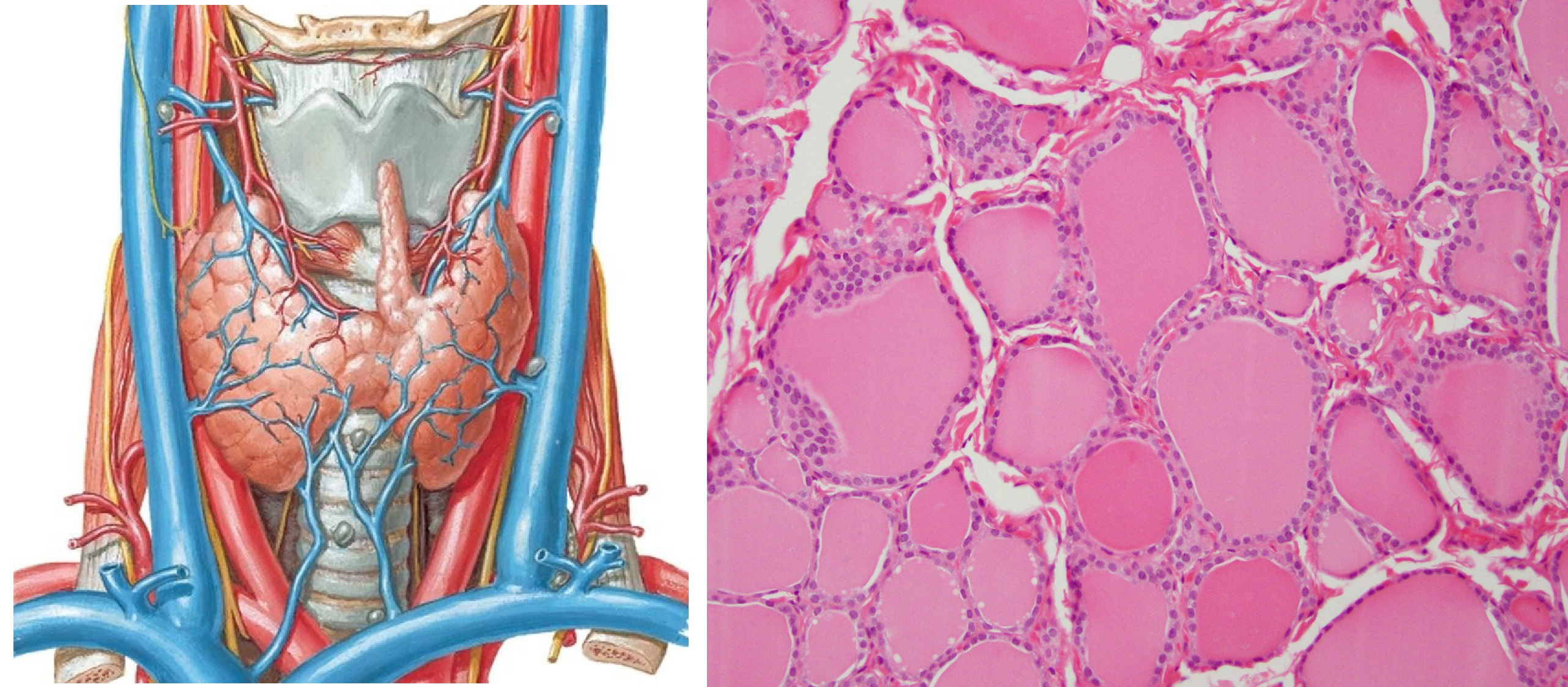 Структура щитовидной железы гистология