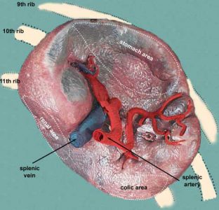 spleen-anatomy