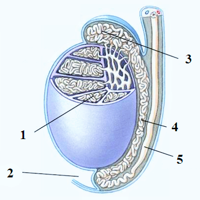 Анатомия яичка и семенного канатика. Семенной канатик яичка. Семенной канатик строение. Яички мужчин анатомия. Яички образуют