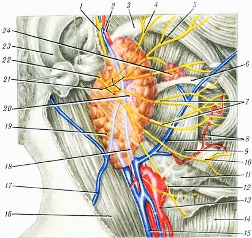 Область околоушной железы. Околоушная слюнная железа анатомия топография. Иннервация слюнных желез анатомия. Топография околоушной железы. Иннервация околоушной железы.