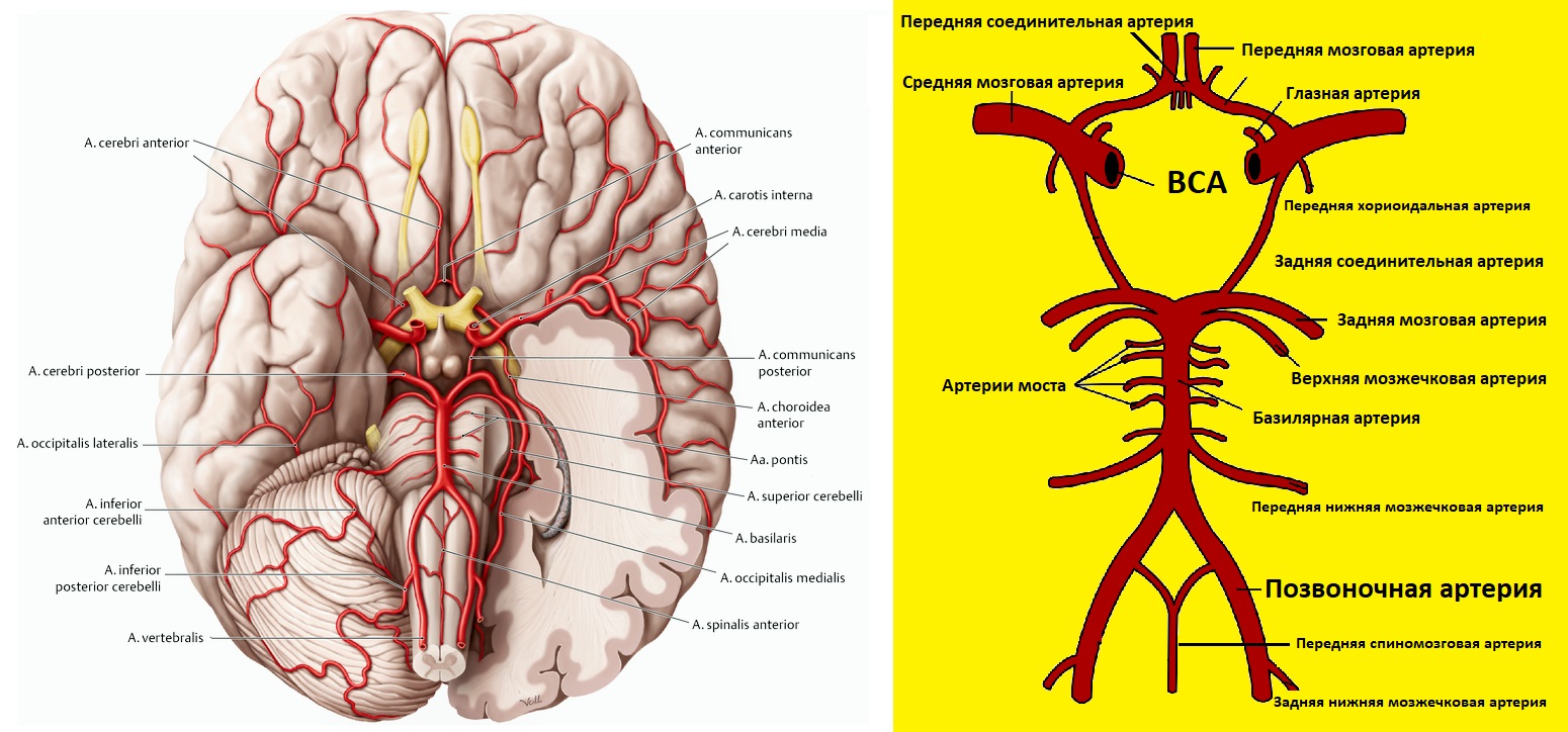 Внутренняя Сонная артерия головного мозга