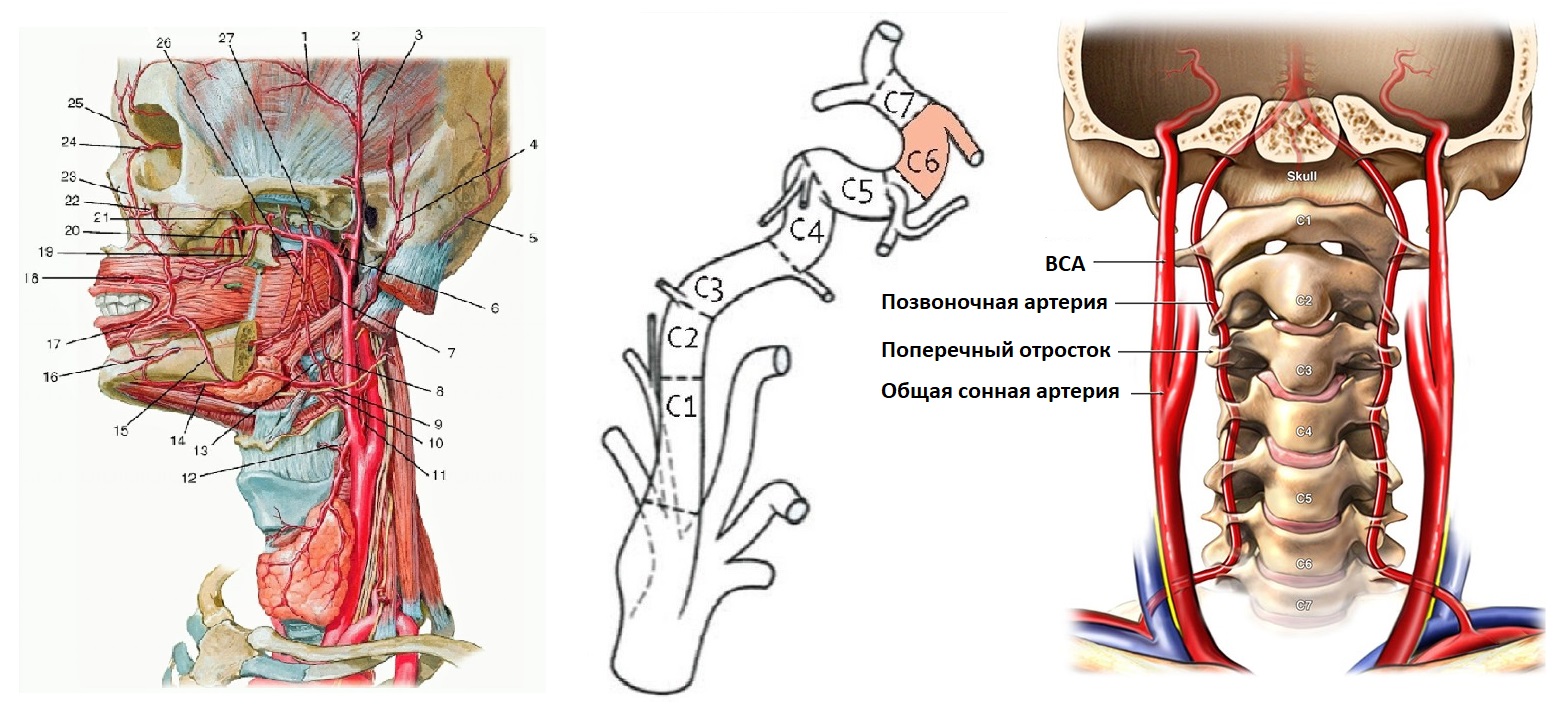 Позвоночная артерия анатомия
