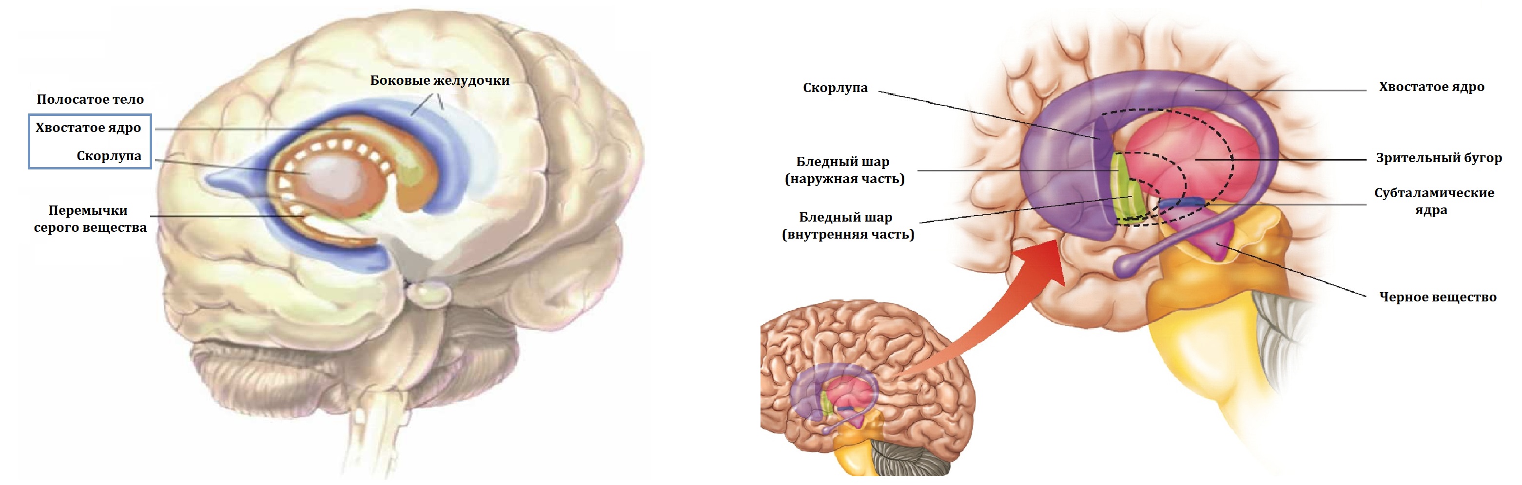 Хвостатое ядро мозга. Мозг базальные боковые желудочки. Таламус и хвостатое ядро. Боковой желудочек и хвостатое ядро. Хвостатое тело базальные ядра.