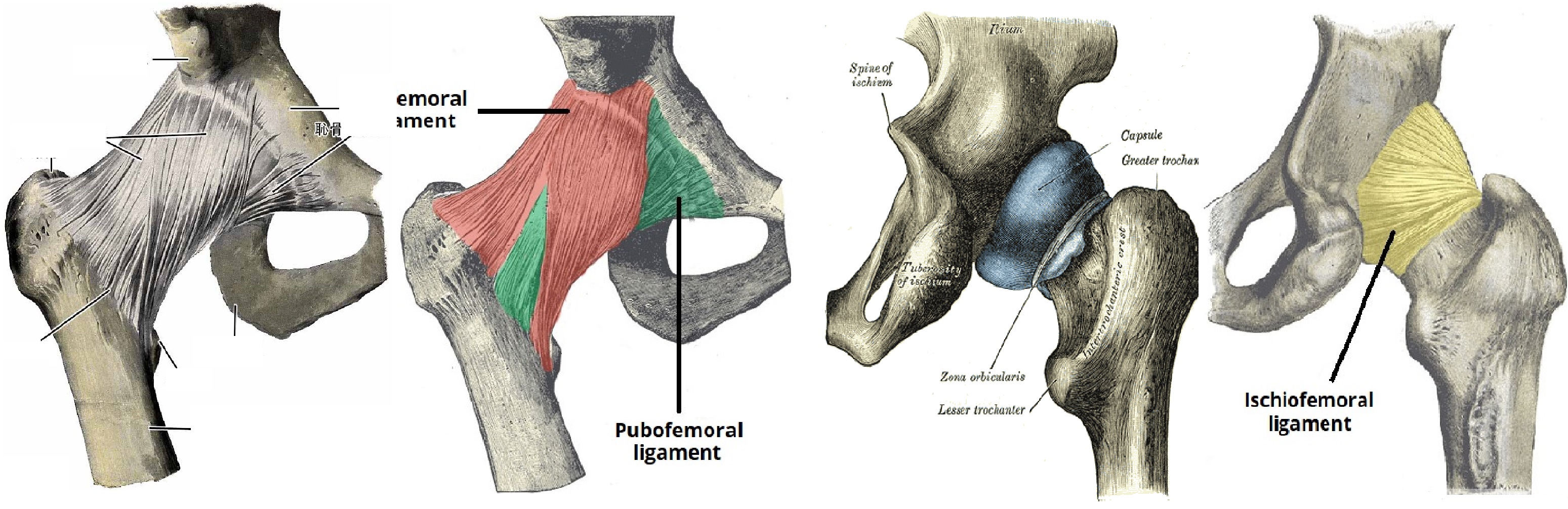 Тазобедренный сустав соединение. Zona orbicularis тазобедренного сустава. Строение сустава бедренной кости. Анатомия тазобедренного сустава кости. Связки тазобедренного сустава анатомия.