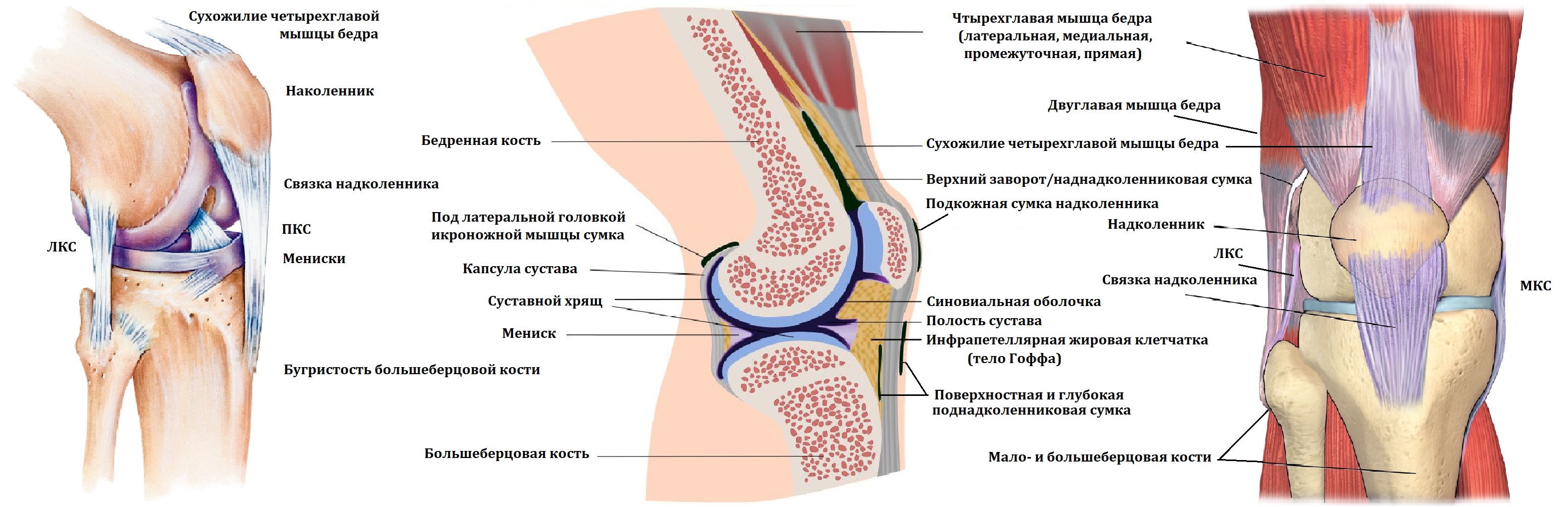 Анатомия колена человека мышцы и связки фото