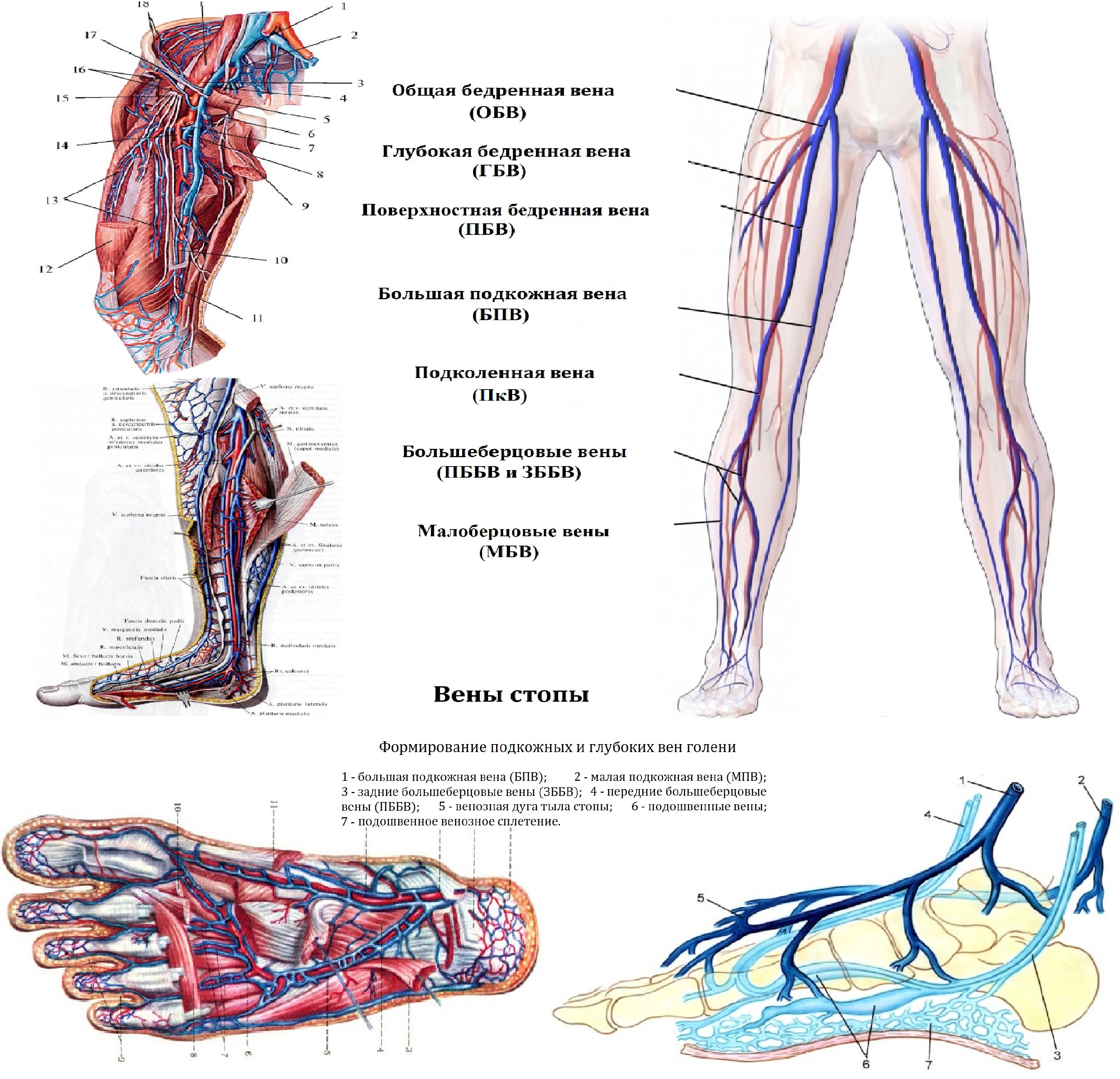 Карта вен нижних конечностей. Кровоснабжение нижней конечности схема вены. Анатомия сосудов нижних конечностей человека. Схема венозного кровотока нижней конечности.