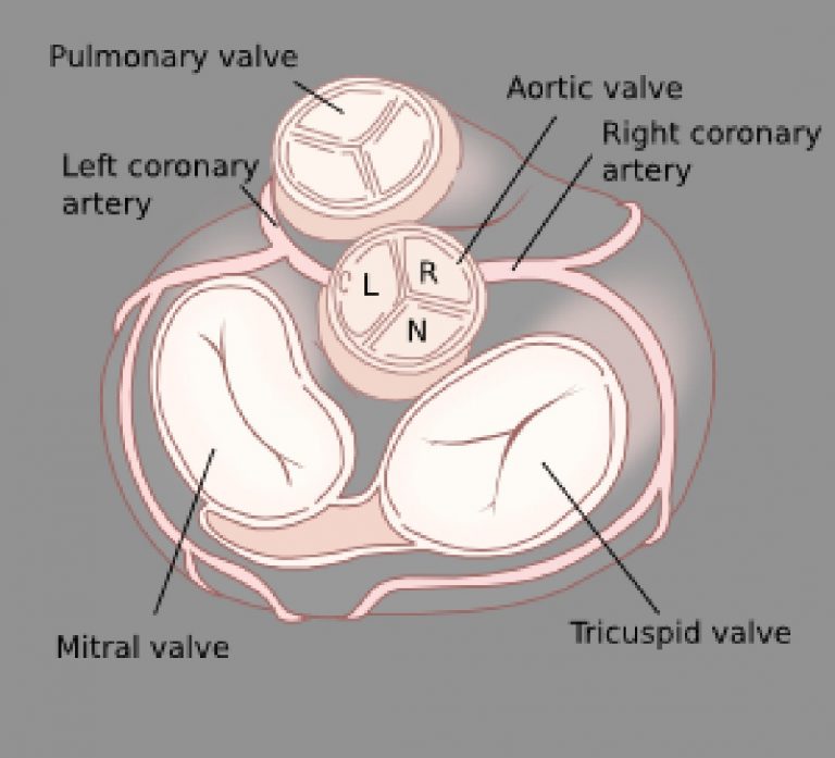 Легочный и аортальный клапан